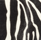 Audrey Clutch in Zebra Print Haircalf swatch