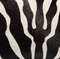 Cate Bag in Zebra Print Haircalf swatch
