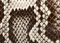 Marlow Mule in Natural Python swatch